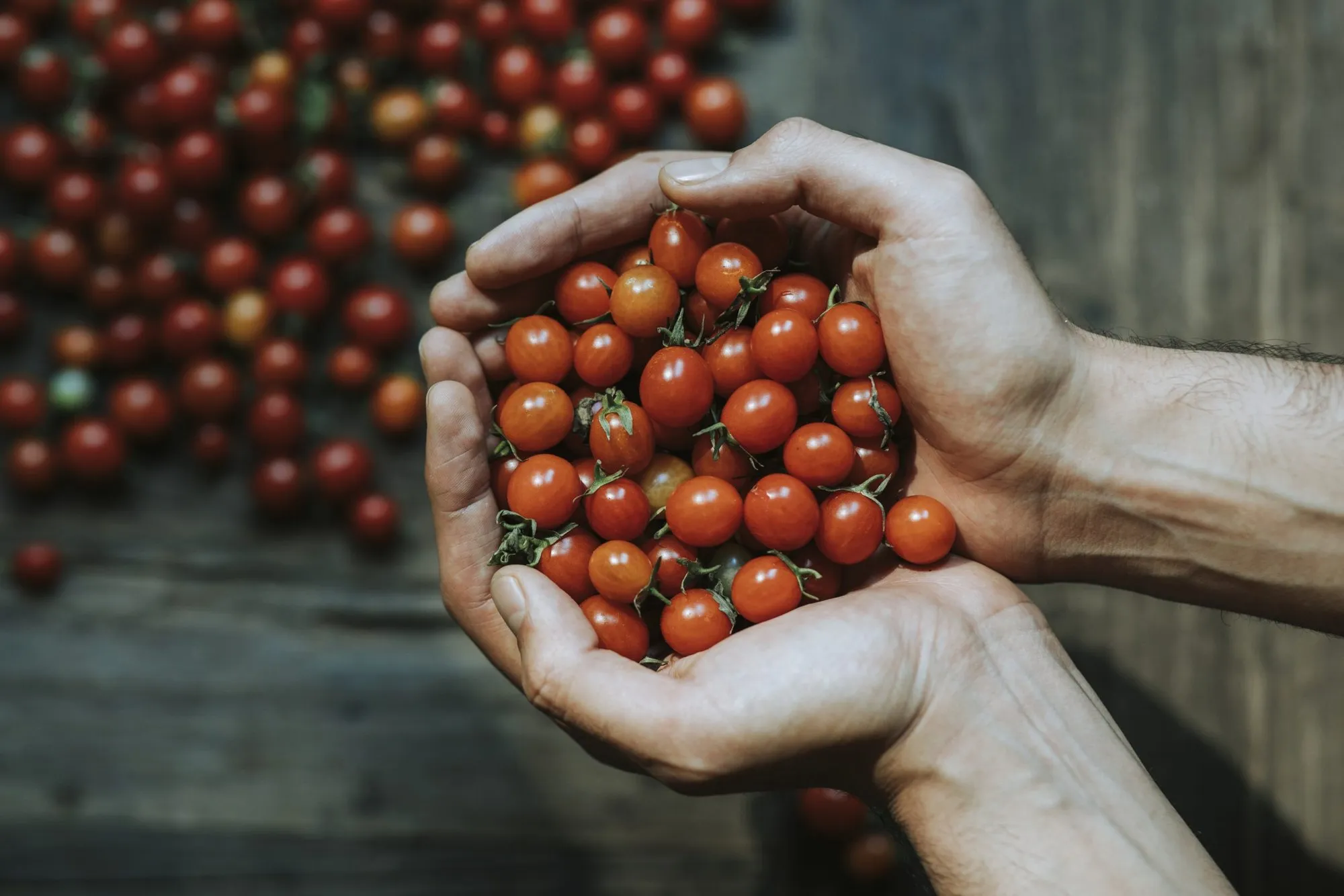 Mâini care țin roșii cherry proaspete